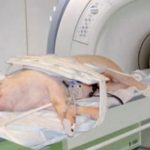 imagen del artículo: Pacientes y Animales… Juntos aunque no revueltos